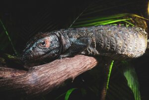 Caiman Lizard