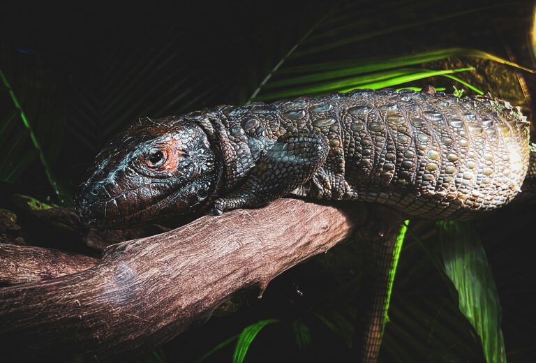 Caiman Lizard