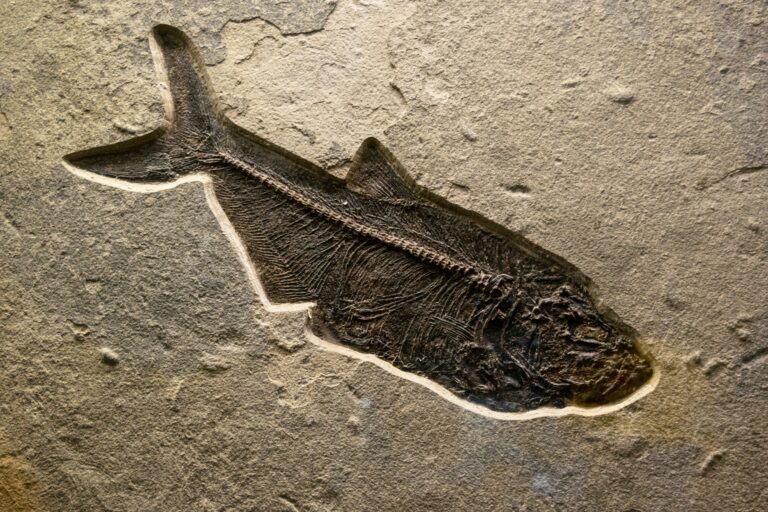 Bowfin