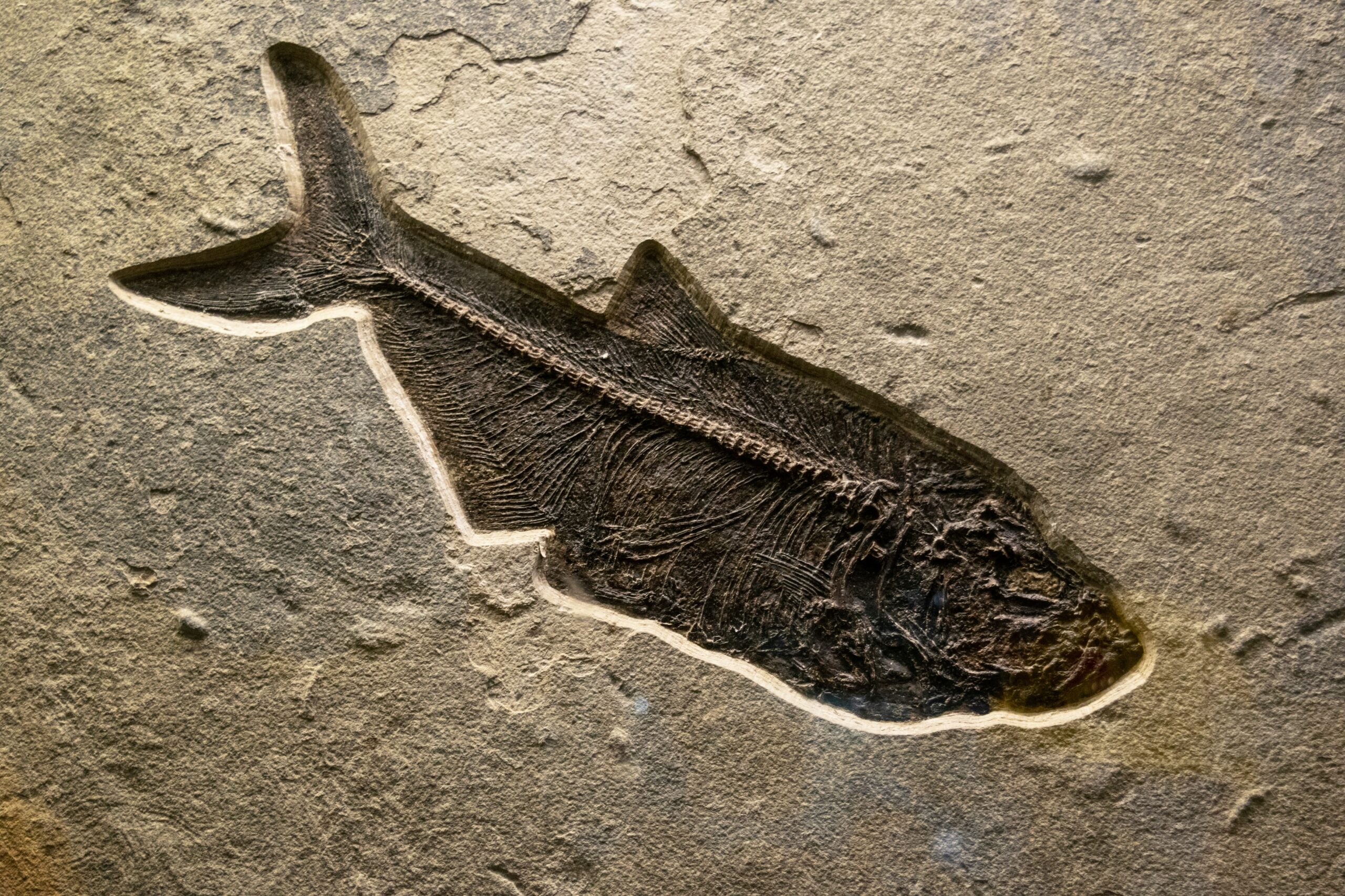 Bowfin