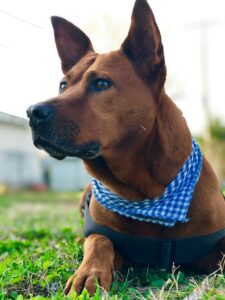 Chow Shepherd
