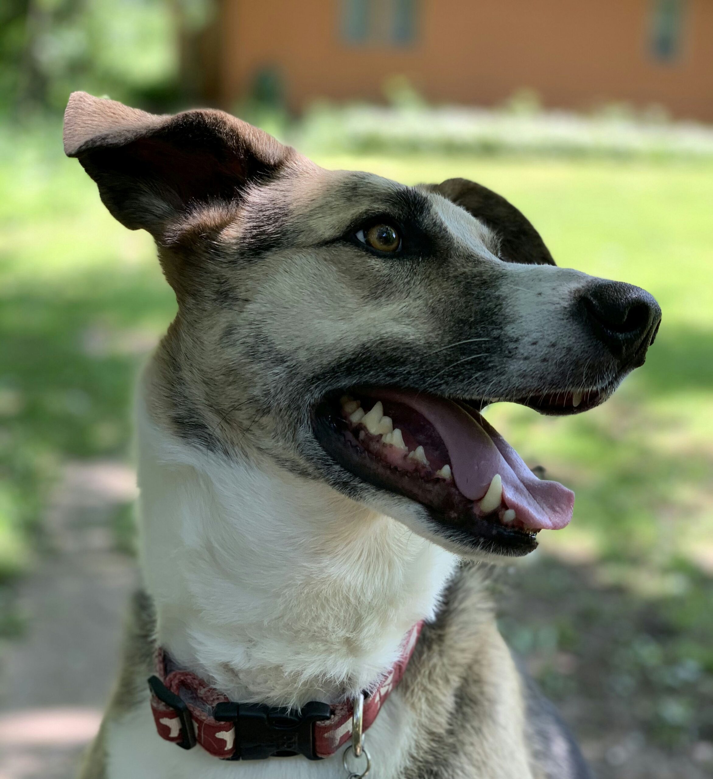 Mountain Cur