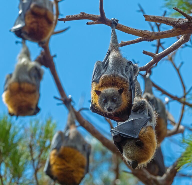 Golden-Crowned Flying Fox