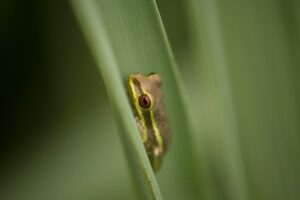 Desert Rain Frog