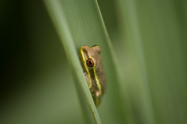 Desert Rain Frog