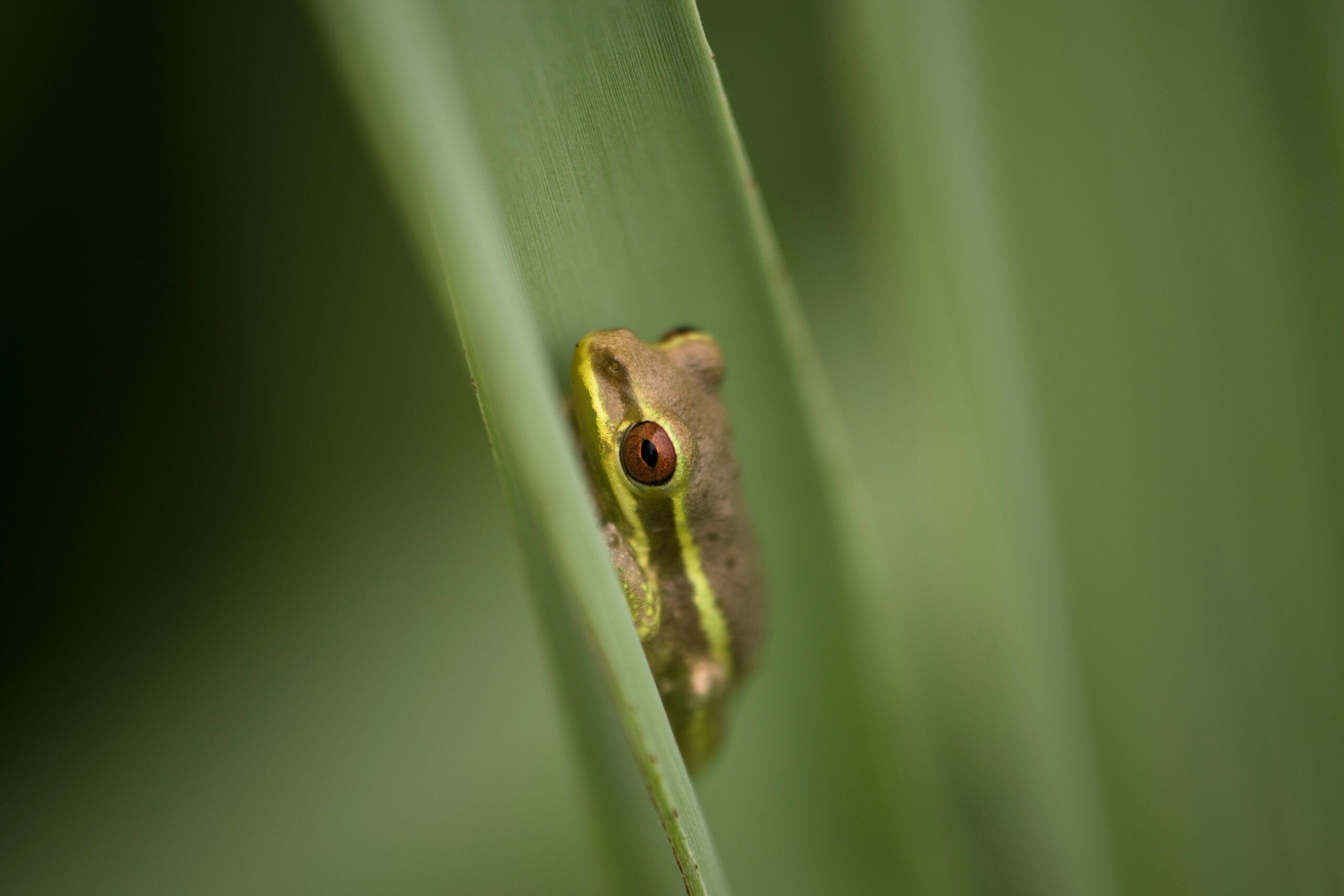 Desert Rain Frog
