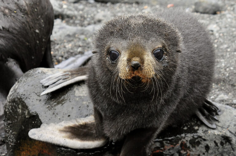 Fur Seal