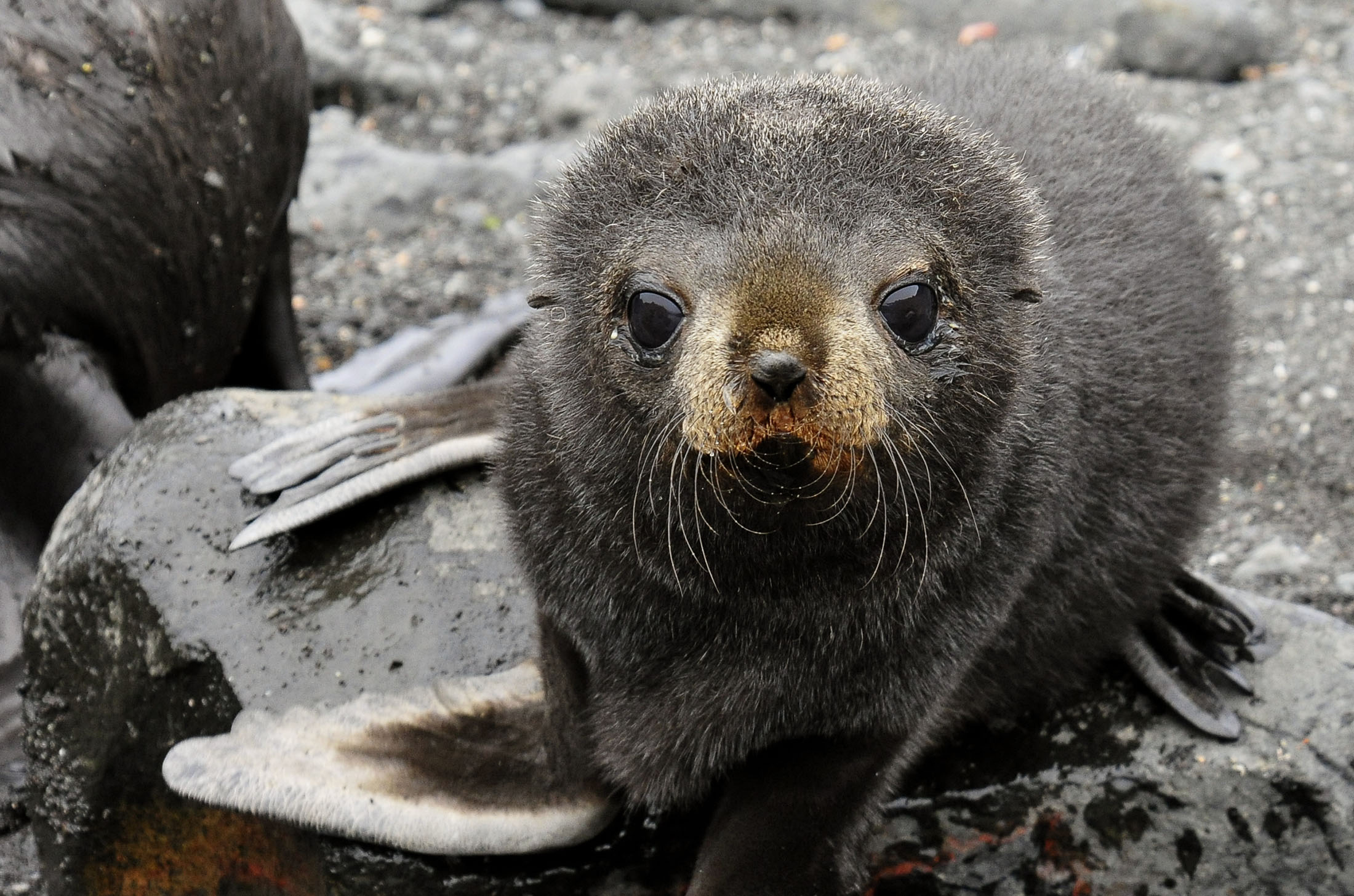 Fur Seal