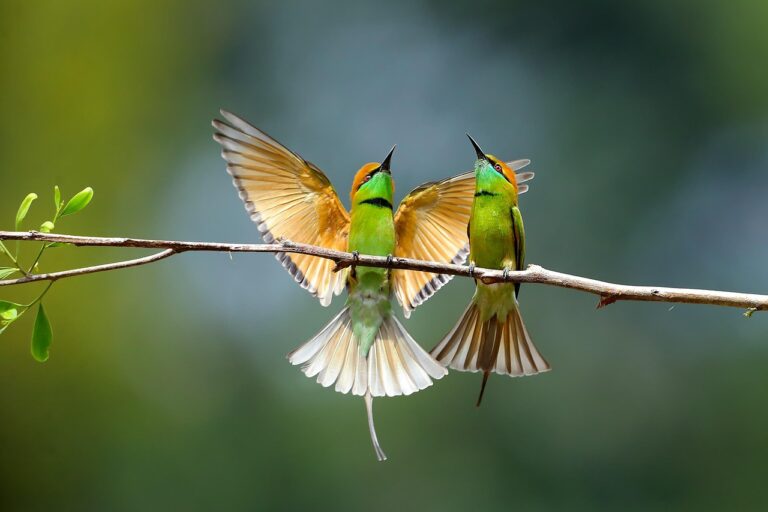 Green Bee-Eater
