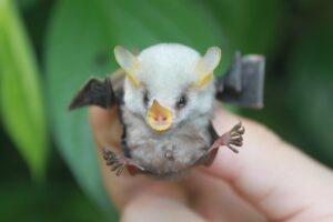 Honduran White Bat
