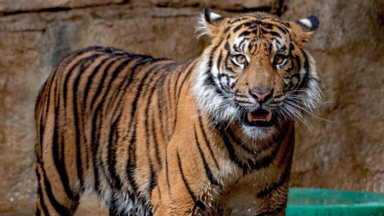 Sumatran Tiger