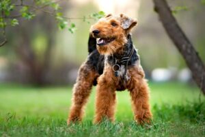Welsh Terrier