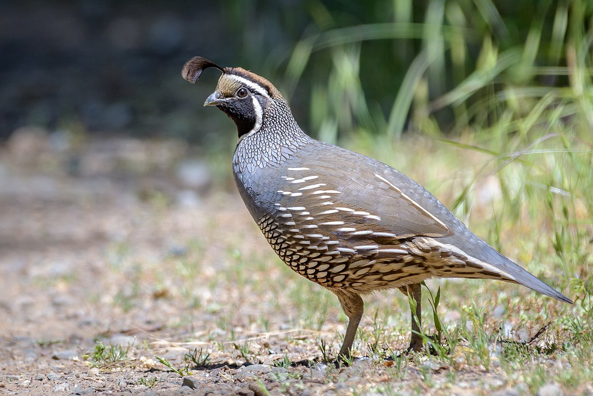 The Charming California Quail