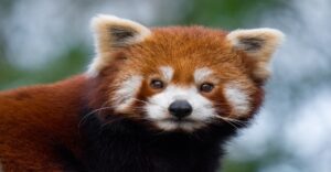 Red Panda