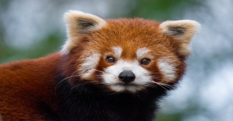 Red Panda