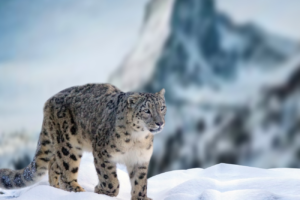 The Snow Leopard
