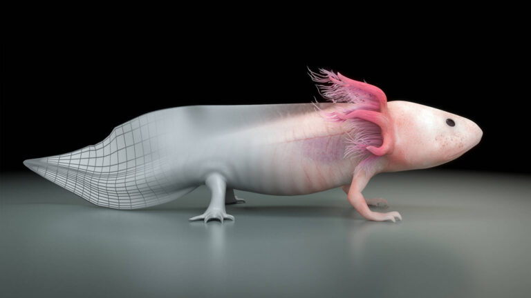 Axolotl