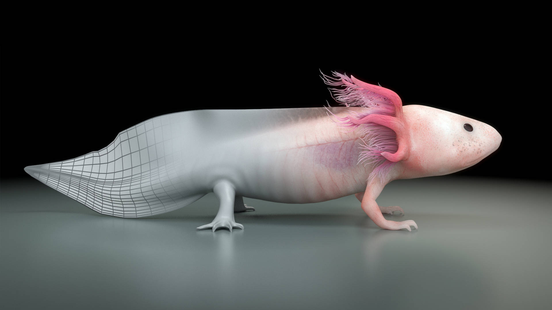 Axolotl