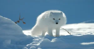The Arctic Fox