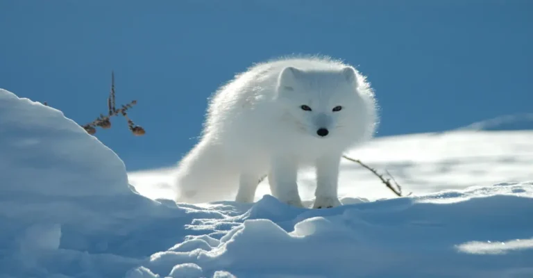 The Arctic Fox