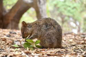 The Quokka