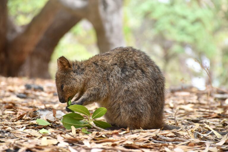The Quokka