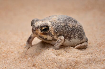 Desert Rain Frog