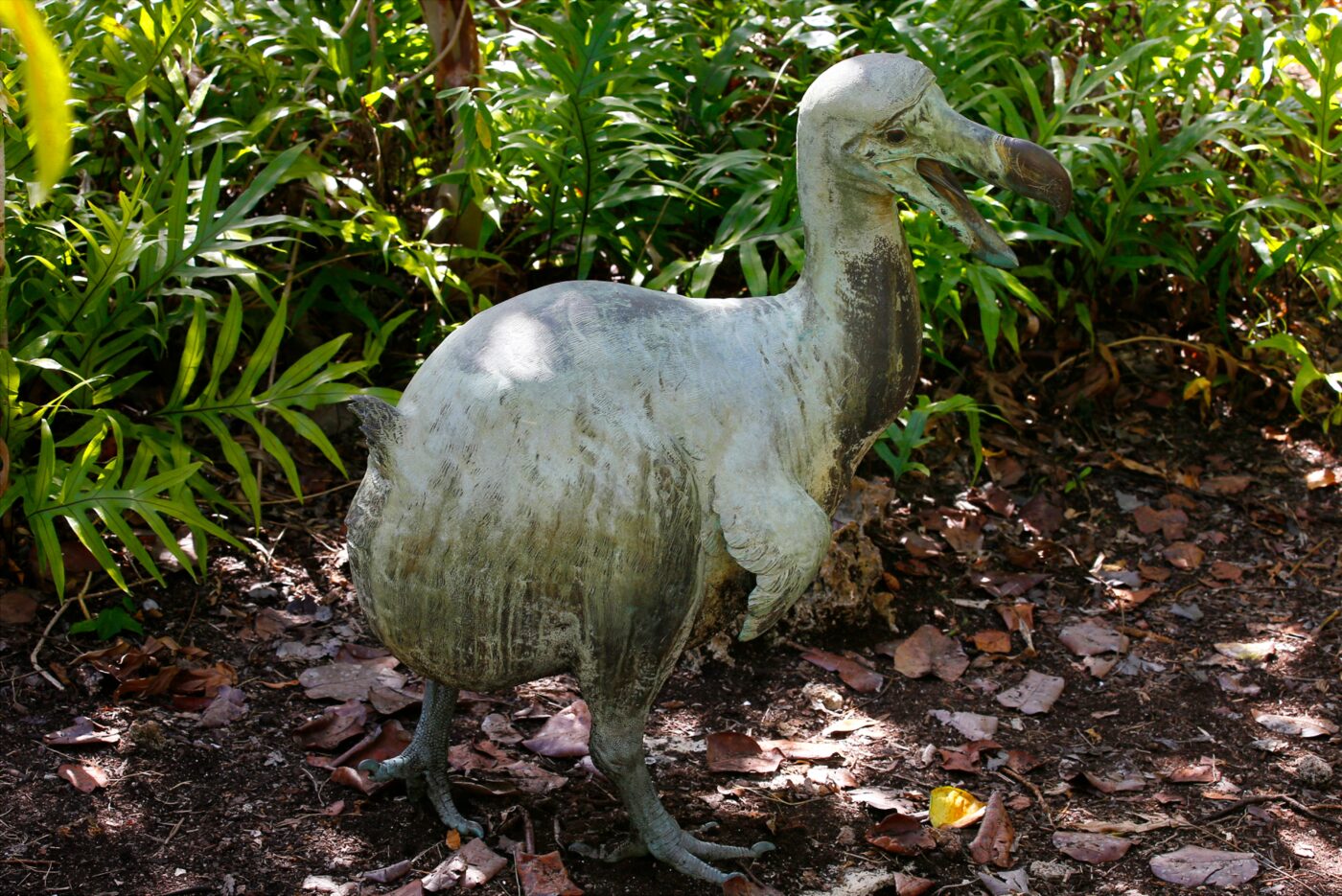 Dodo