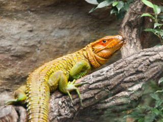 Caiman Lizard