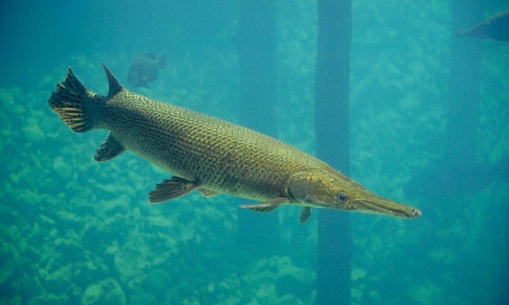 Gar